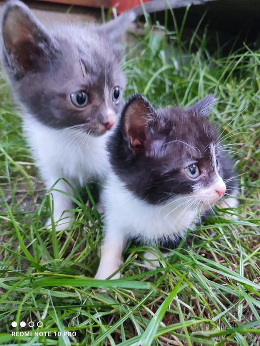 Отдам котят в добрые руки