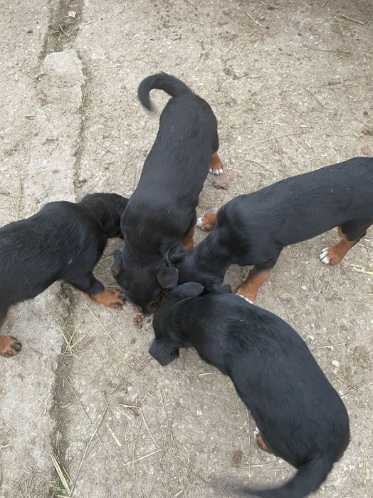 Bunaaa,cautam  o casuta noua