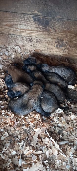 Ciobanesc Belgian-Malinois