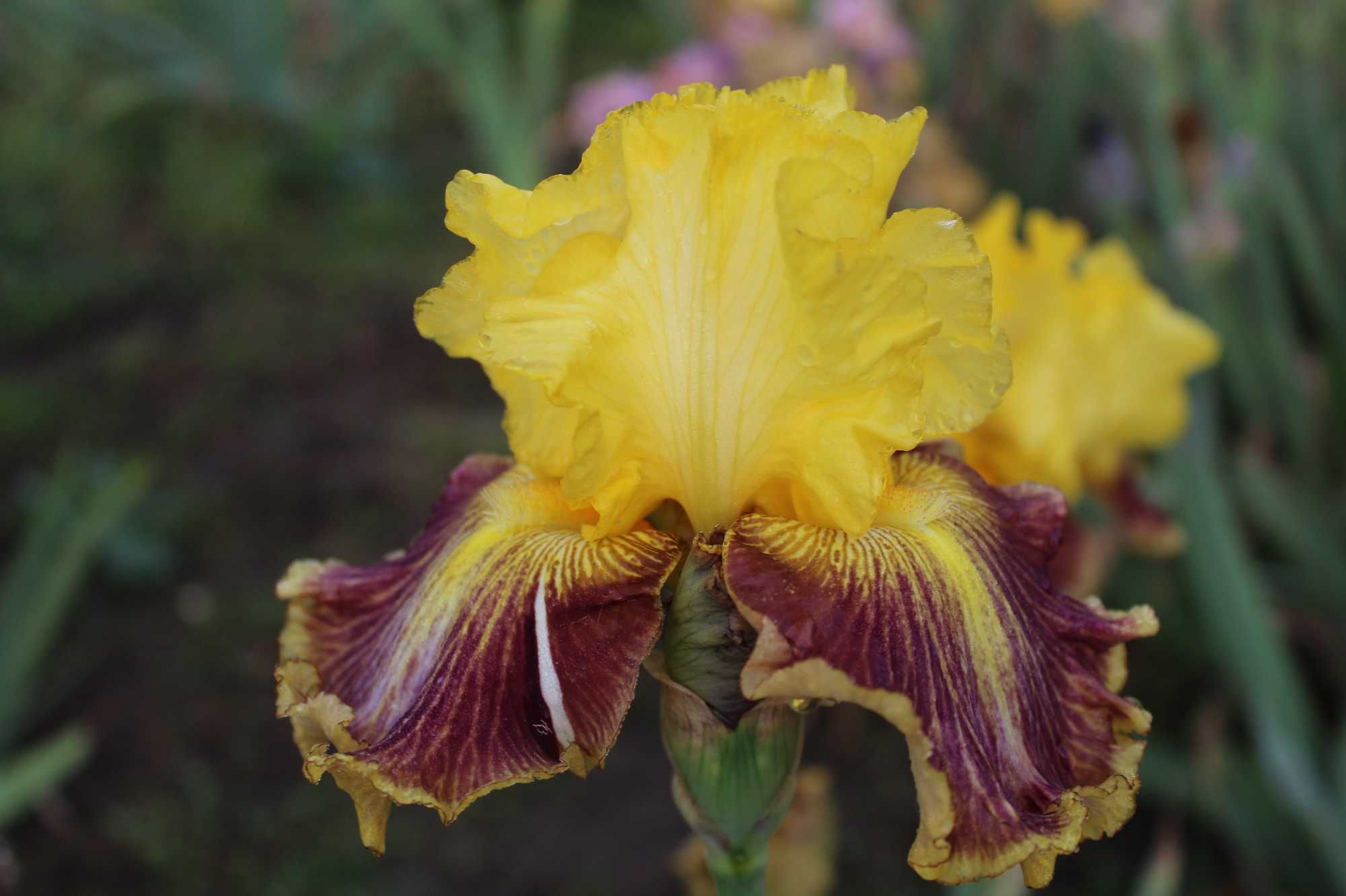 Сортови   ириси (iris beadrded)