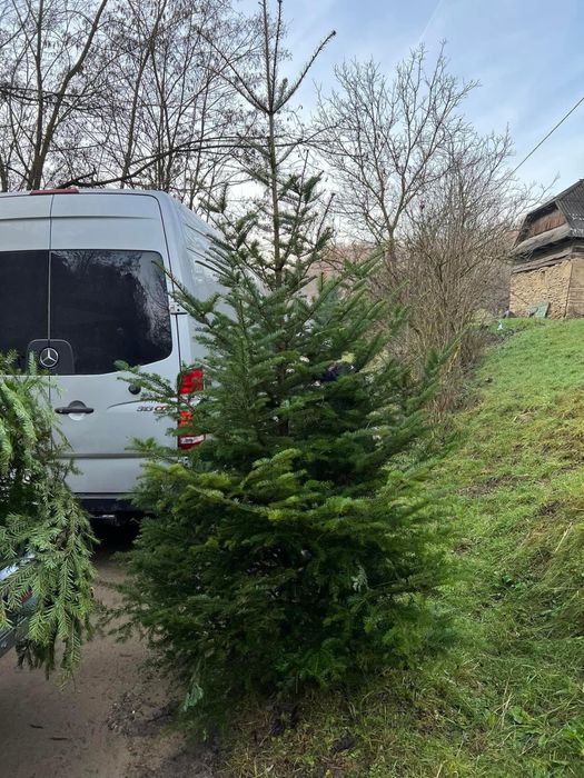 Brazi de craciun din plantatie speciala