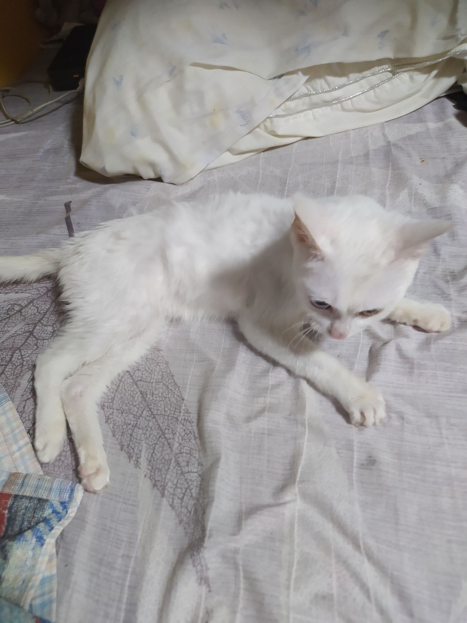 Котенок мальчик:)