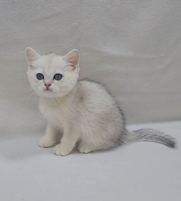 Скоттиш страйт серебристая шиншилла