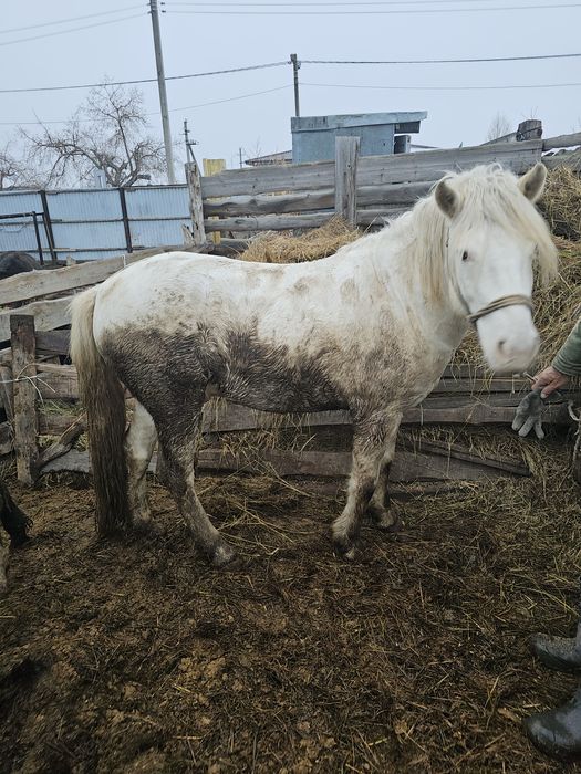 Продам жеребца ездовой