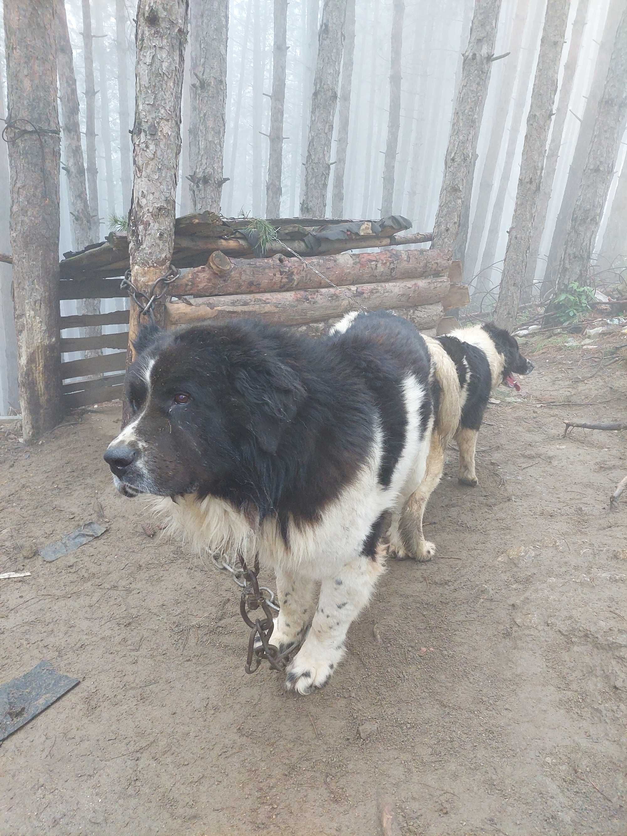 Малки кучета БОК