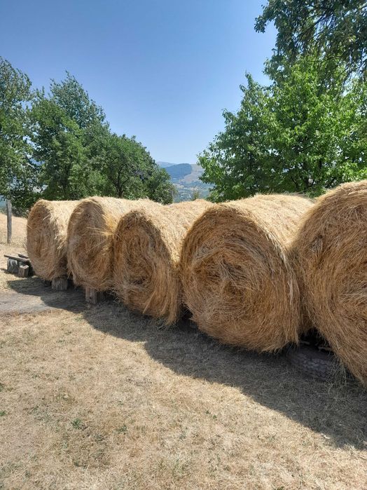 Vând baloti de fân