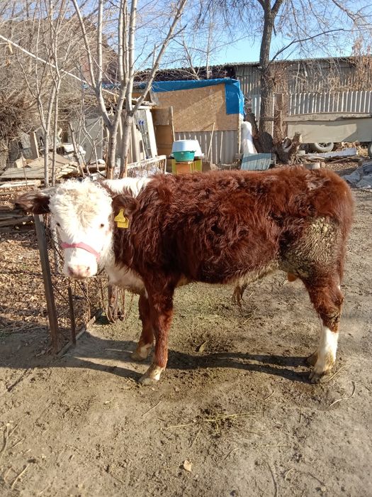 Продам быков пародистых