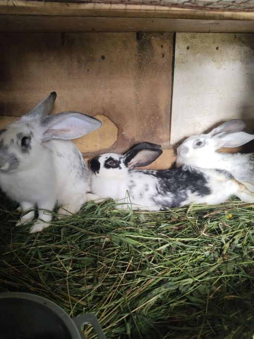 Продам кроликов есть 1.5 года крольчихи готовые к окролу и от 3х до 6