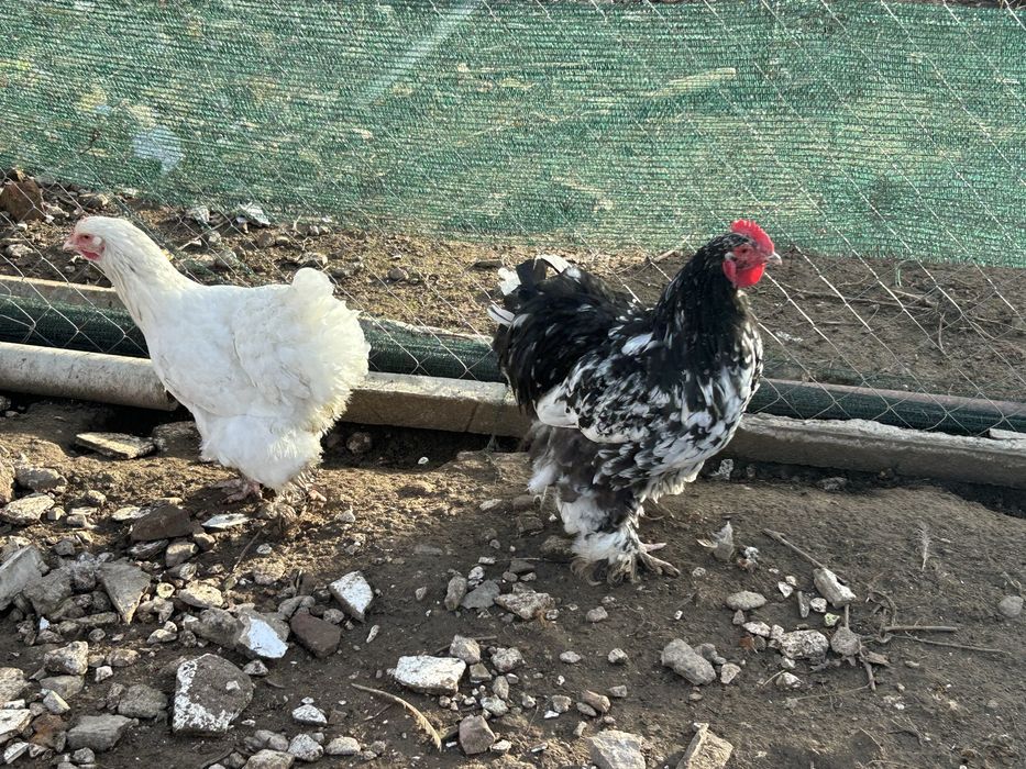 Кихин стандарт