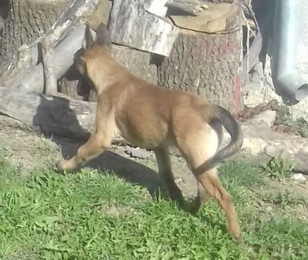 1 Baietel Pui de paza Ciobanesc Belgian Malinois