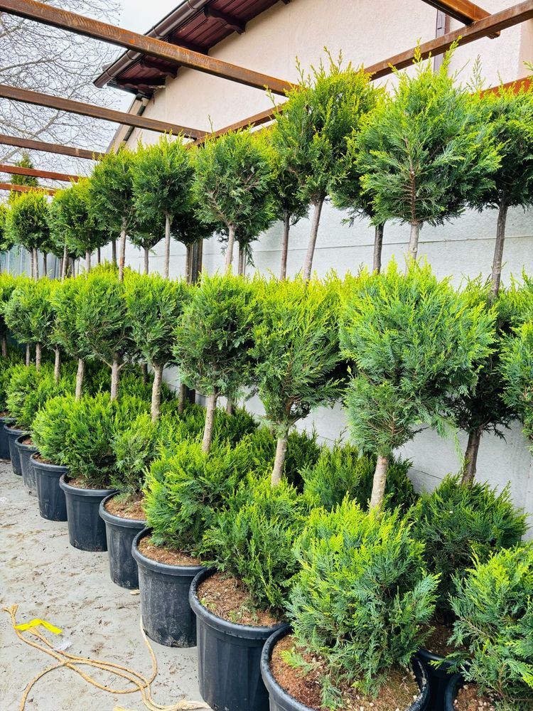Plante Ornamentale Photinia , Laur englezesc , Leylandi , Tuia spirala
