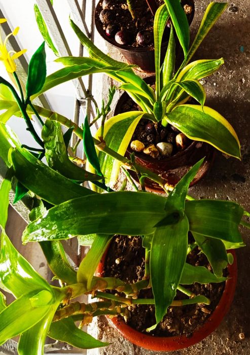 Комнатный цветок сансевьера