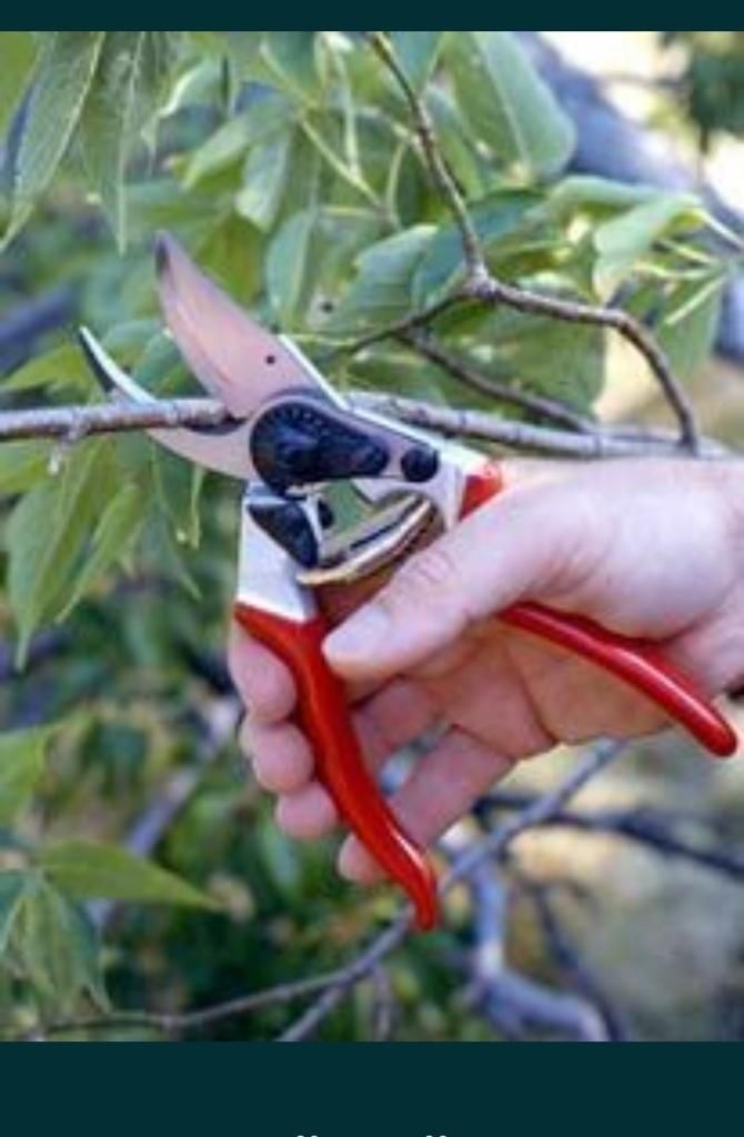 Toaletare/Formare Pomi Fructiferi/Arbori Rapid.