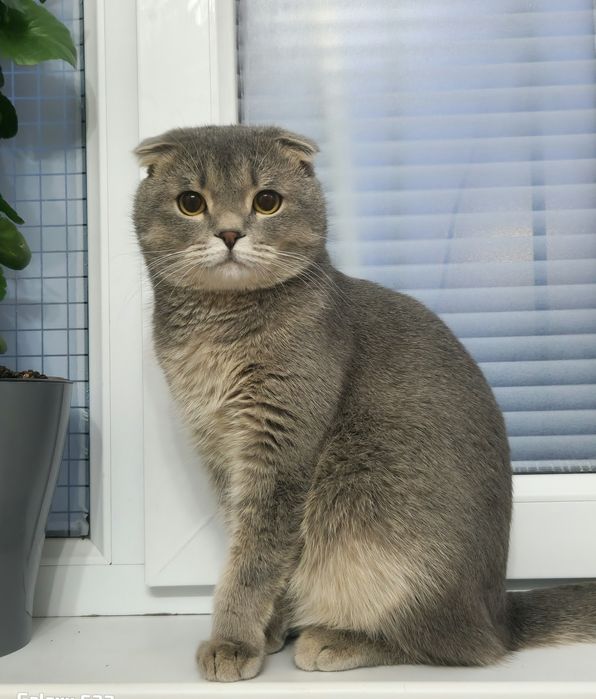 шотландский котик
