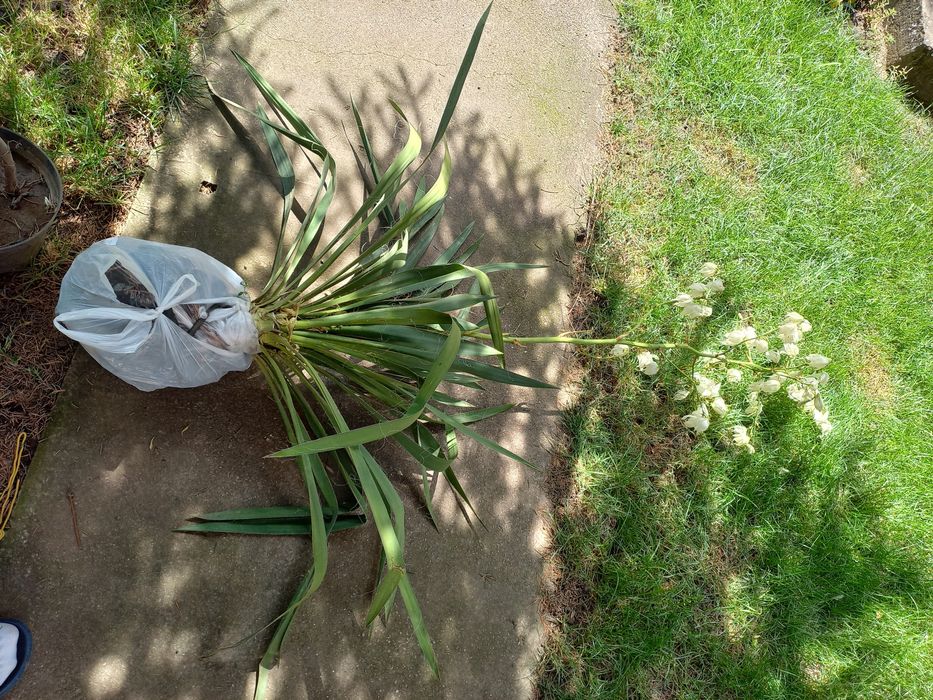 Yucca de grădină cu flori mari