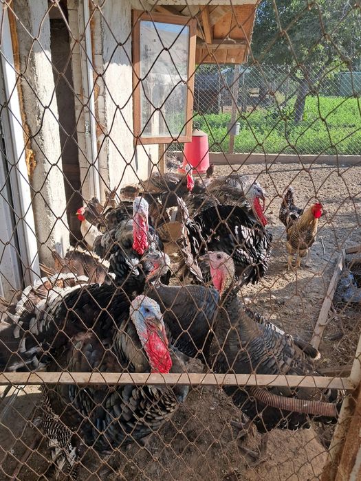 Curcani si cocosi de vânzare