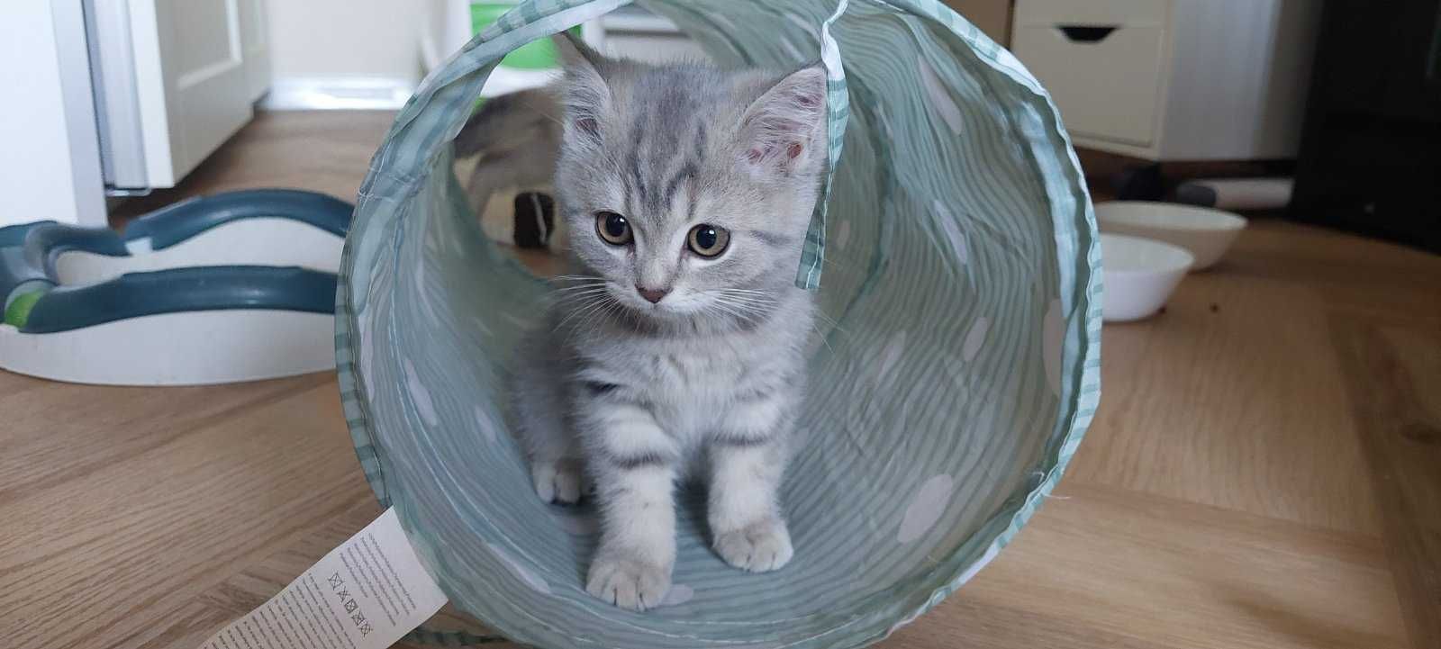 Британско коте таби