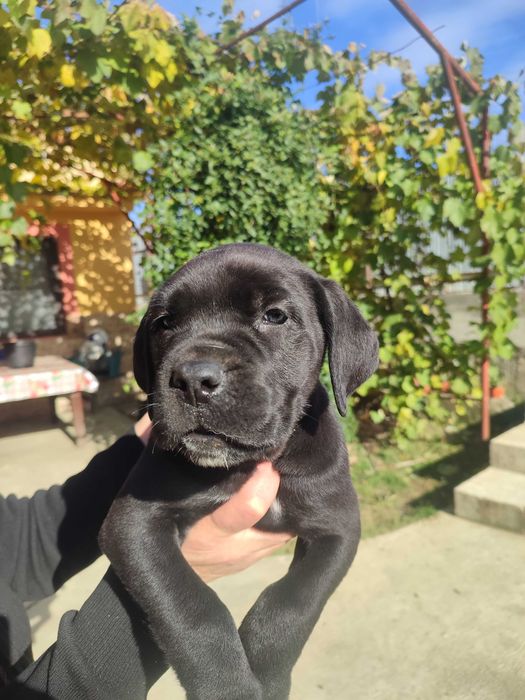 Cane corso italian