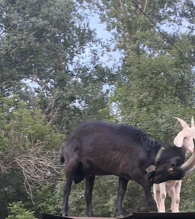 Козёл 1,5 года (кастрированный)