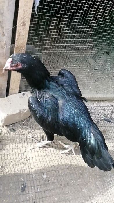 imperia shamo makyoni