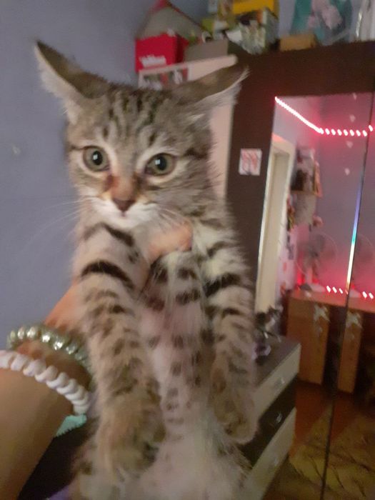 СРОЧНО!!! отдаю котят в хорошие руки