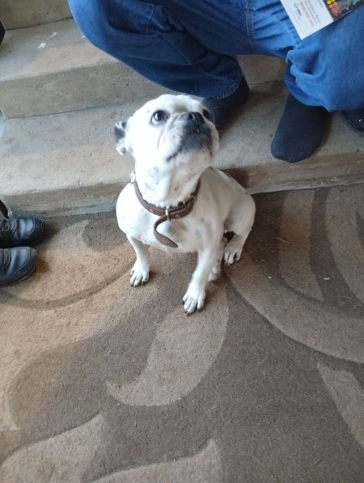 Куче Френски булдок