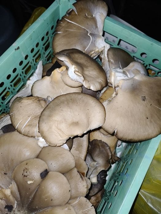 Продам вешенки свежие