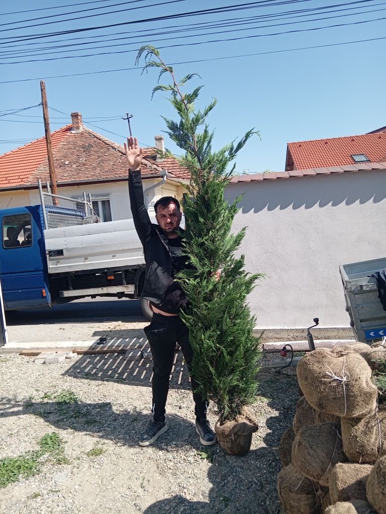 Plante ornamentale decorative