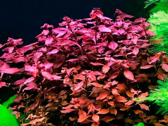 Lot plante de acvariu roșii