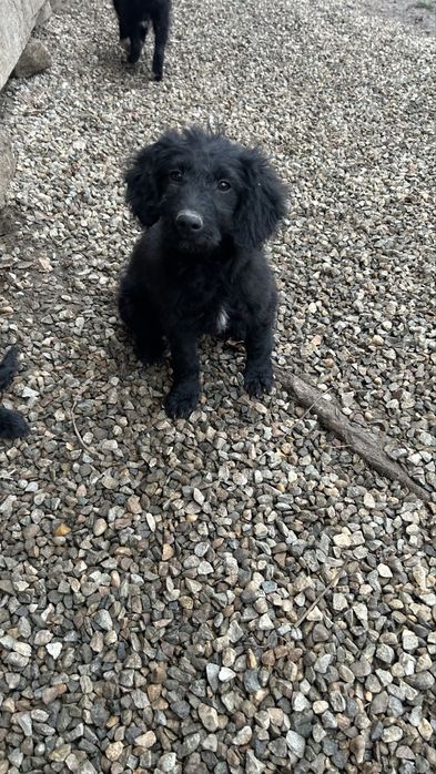 Donez cațelusi jucausi