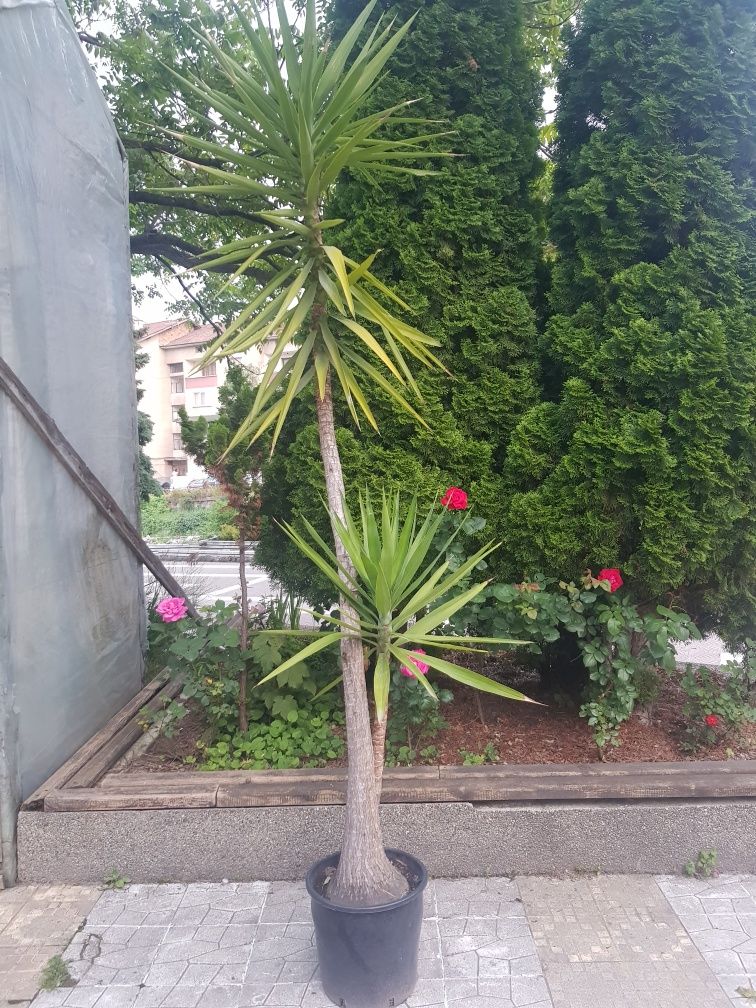 Продавам палма Юка / Yucca, 25 годишна, 3 м. височина