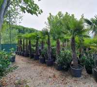 Palmierii trachicarpus Fortunei transport gratuit