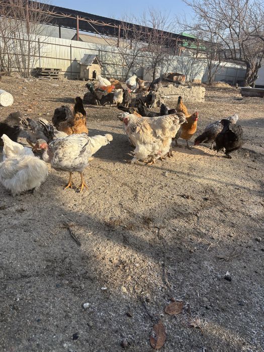 Домашный куры  моладыйе куры