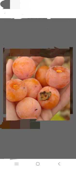 Portaltoi Kaki Lotus