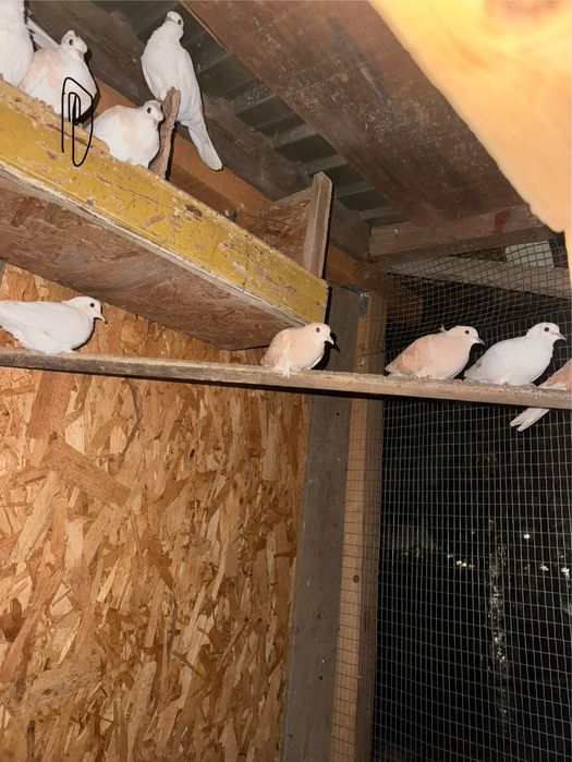 Turturele razatoare si aripa de bronz