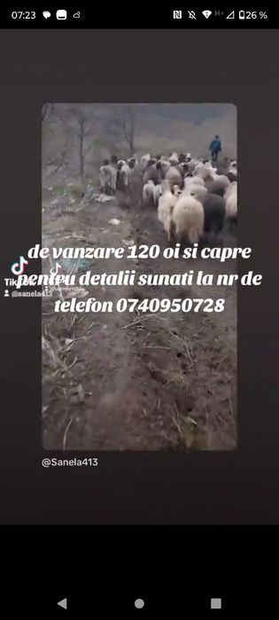 120 de oi și capre de vanzare
