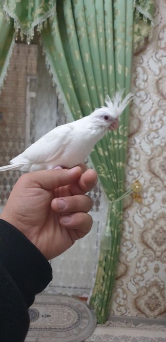 Papugay   karello dubayski ruchnoy 1-maha