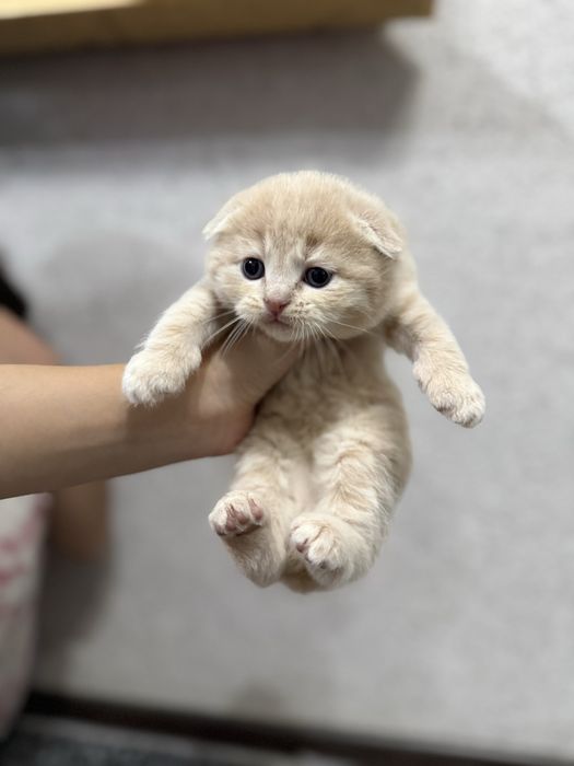 Котёнок Скотиш Фолд