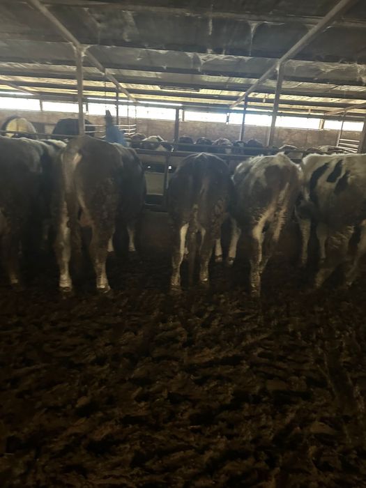 Vand 15 tauri de taiat