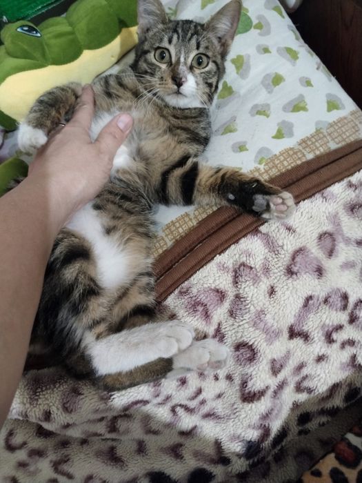 Котята девочка и мальчики