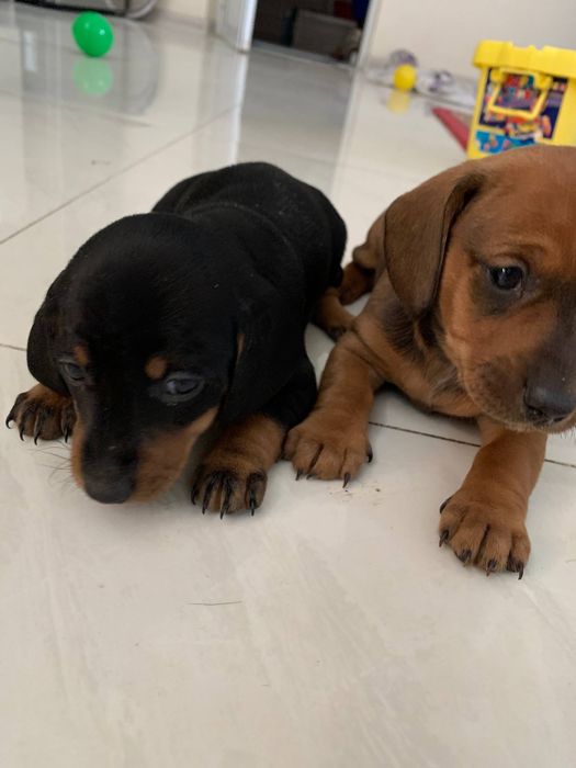 Продается щенки таксы чистокровный