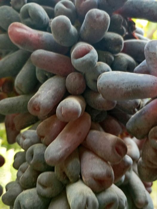 Avatar uzum nixoli. Donaksiz