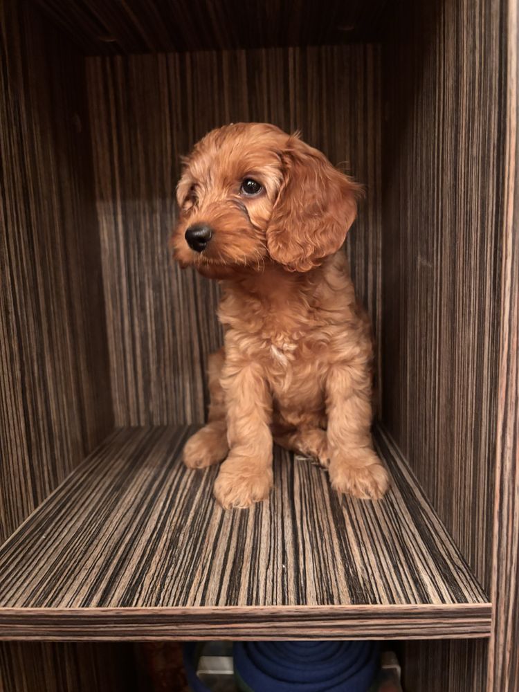 Кокапу-cockapoo !
