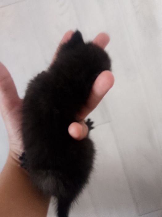 Котёнок милый и мальчик