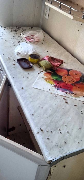 Дезенфекция дизенсекция дератиция клоп таракан dizinfeksiy 20% скидка