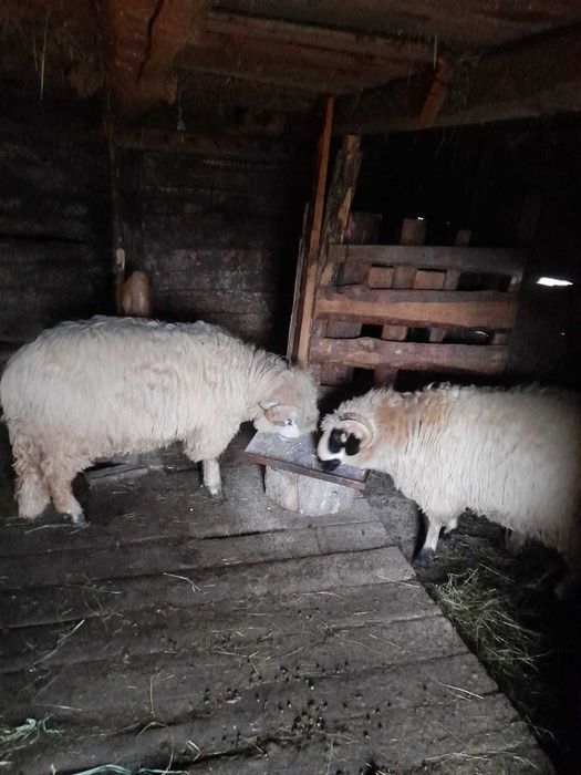 Vand 1 noatin de 10 luni, la alegere. Mai multe detalii la telefon