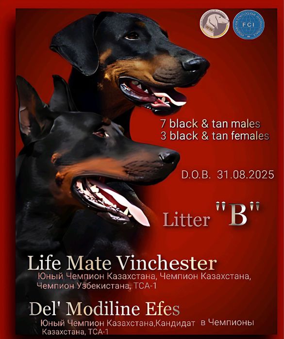 Щенки Добермана!!! Системы Фци Скк!!!