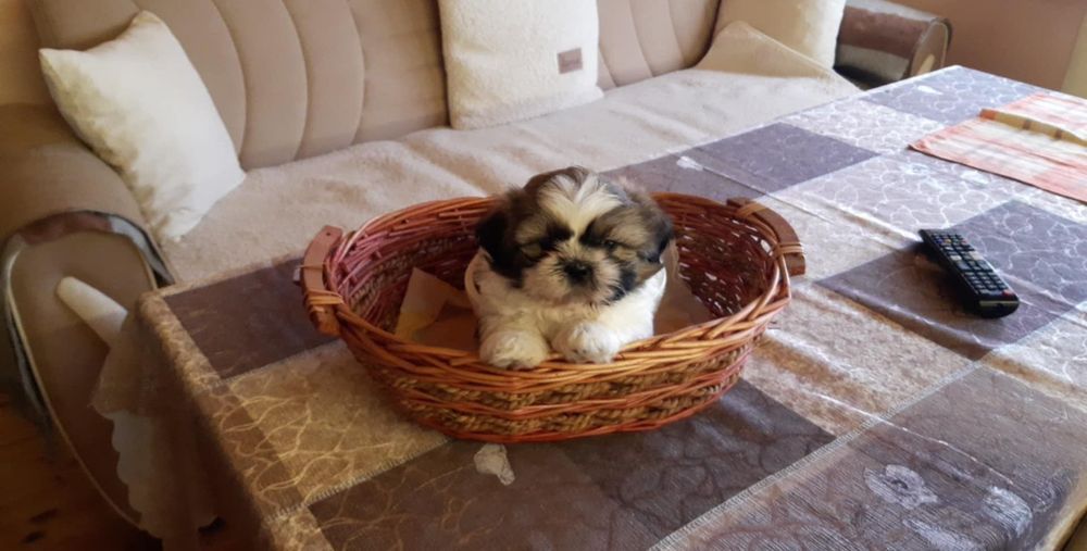 Кученца порода Ши Тцу