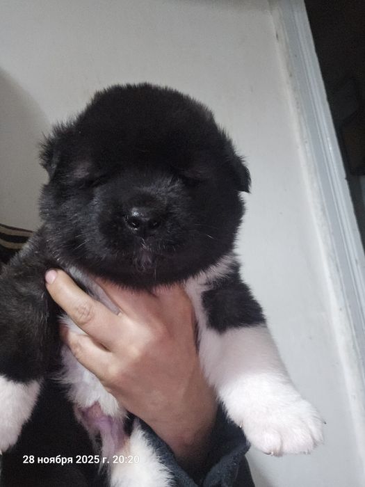 Щенки Американской Акиты