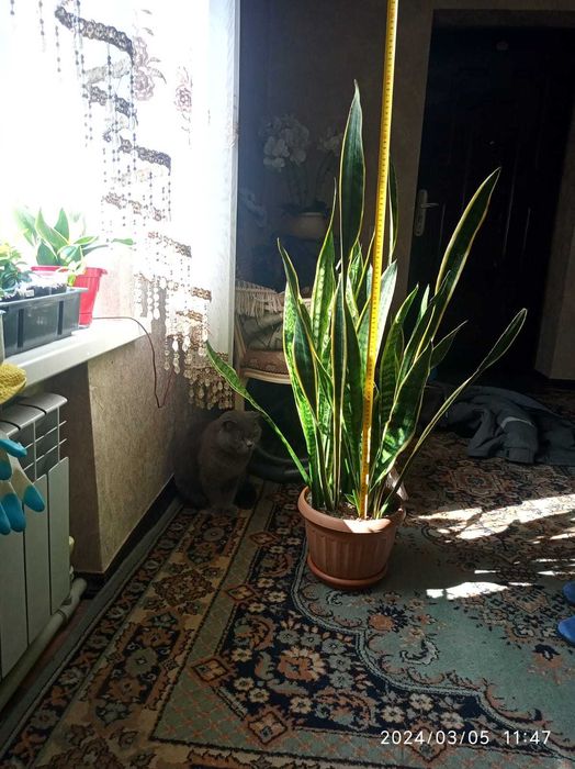 Сансевьерия комнатное растение